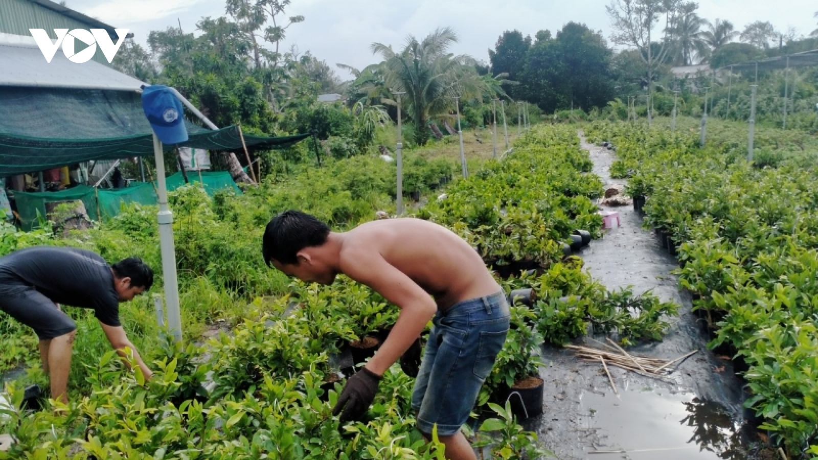 Nhiều nhà ở, vườn cây ăn trái tại Bến Tre bị thiệt hại do dông lốc